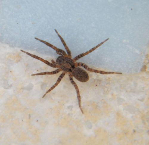 Alopecosa albofasciata